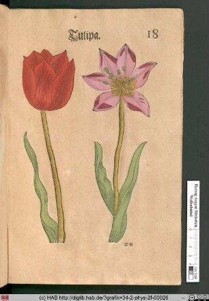 Tulipa [Tulpen].