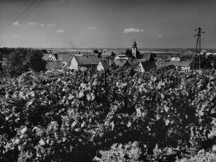 Archivfotografie "bergstrasse_grosssachsen_p410"