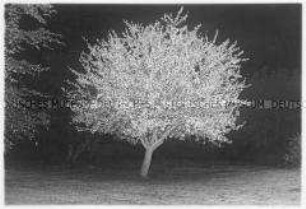 Baum bei Nacht (Altersgruppe 18-21)