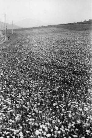 Löwenzahnfeld : Blick über ein Feld mit Löwenzahn, vermutlich bei Lohberg