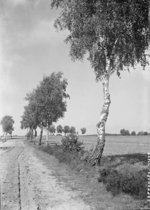 Birkenallee