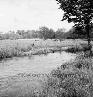 Sühlen: Trave: Wanderweg zwischen Sühlen und Bebensee (Kreis Segeberg): vorn rechts Baum: hinten Weide mit Rindern: dahinter Wald