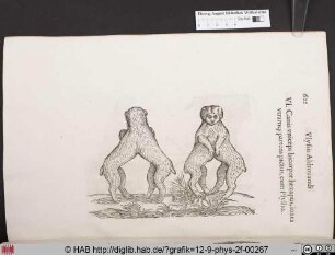 Canis uniceps bicopor hexapus, iuxta utramq; partem pictus, cum Psyllio.