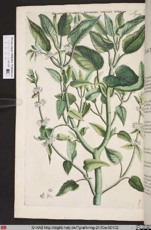 STACHYS CANARIENSIS FRUTESCENS, VERBASCI FOLIIS.