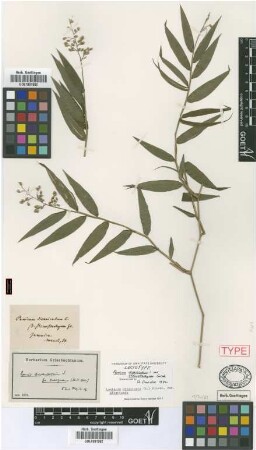 Panicum divaricatum L. var. Griseb. stenostachyum[lectotype]