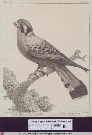 Abbildung eines Falco Sparrerius (Sperber).