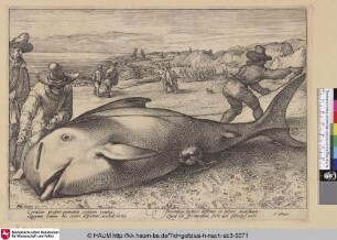 [Grindwal; A Pilot Whale; Gestrande griend op het strand bij Zandvoort]