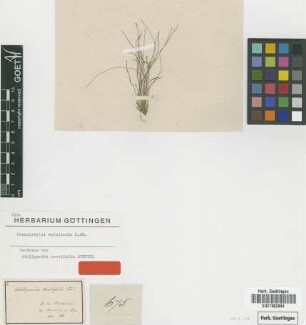 Abildgaardia brevifolia Steud. [isotype]