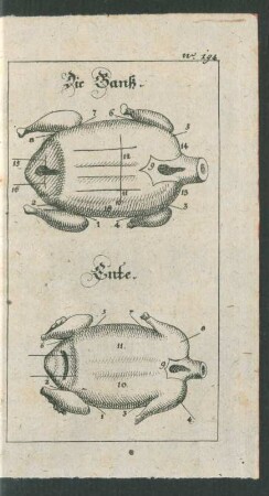 Die Ganß. Ente