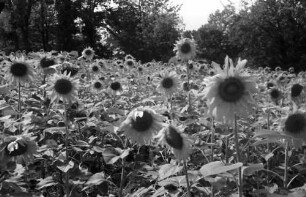 Nepotrowo: Sonnenblumenfeld