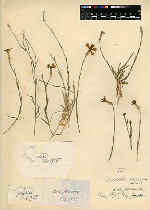 Caryophyllaceae Dianthus multipunctatus Seringe, Nicolas Charles (1776 - 1858) [El-Baq'a]