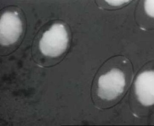 Haminea hydatis (Opisthobranchia) - Embryonalentwicklung