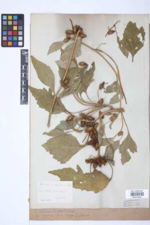 Xanthium albinum (Widder) Scholz
