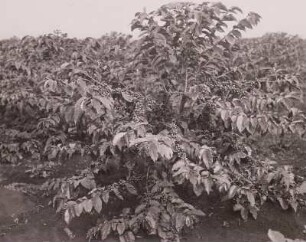 Fruchttragender Kaffeebaum : Tanganyika Territory (heute: Tansania). Kaffeebaum, Frucht tragend, 1936