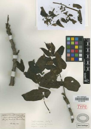Juglans australis Griseb. [holotype]