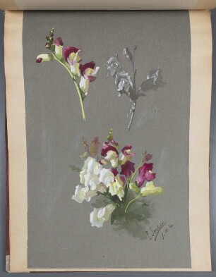 Blumen: Löwenmäulchen-Blüten