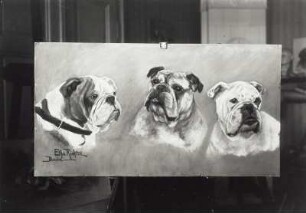 Hundeporträts (Bulldoggen)