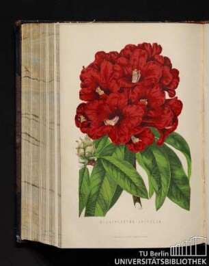 Rhododendron Arboreum.