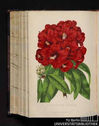 Rhododendron Arboreum.