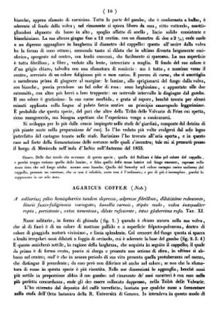 Agaricus Coffeæ (Nob.)