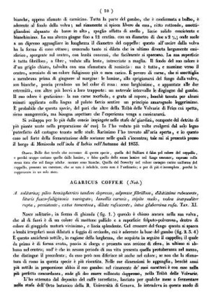 Agaricus Coffeæ (Nob.)