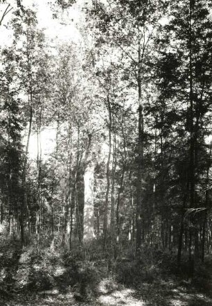 Laubwaldreicher Waldmantel. Natürlicher Baumbestand am Rande eines Forstes
