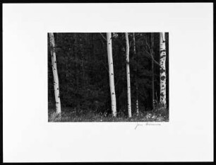 Foto, Aspen (Colorado)