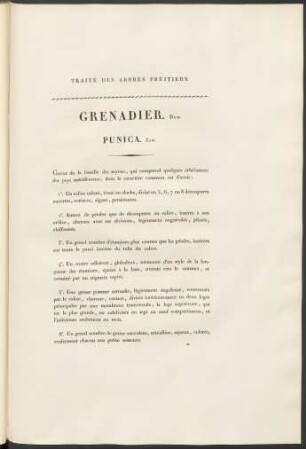 Grenadier. Duh. Punica. Lin.