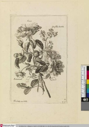 Rose; Giroflée double; Renoncule