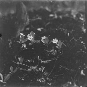 Siebenstern : Siebenstern (Trietalis europaea Linnaeus)