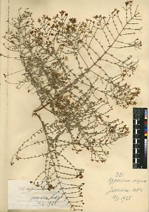 Hypericaceae Hypericum crispum Linné, Carl von (1707 - 1778) [Jerusalem, Yerushalayim, El Quds, Al-Quds, Al Quds, El Quds Esh Sherif, Al-Muqaddas, Jérusalem, Gerusalemme, Jerusalén, Aelia Capitolina, Colonia Aelia Capitolina, Hierosolyma, Urusalim, Jerusalem]