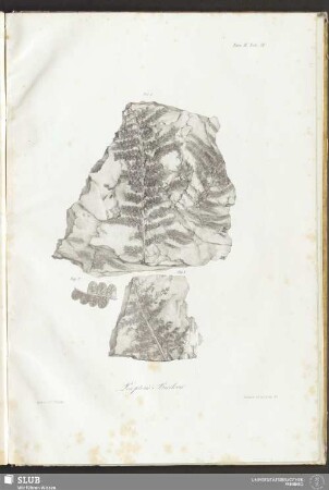 Fasc: III. Tab: XIV. Pecopteris Bredorii