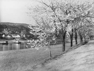 Elbe bei Wehlen : Stadt Wehlen. Uferweg an der Elbe