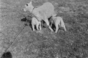 Mutterschaf mit Lämmern : Zwei Lämmer suchen die Nähe ihrer Mutter.