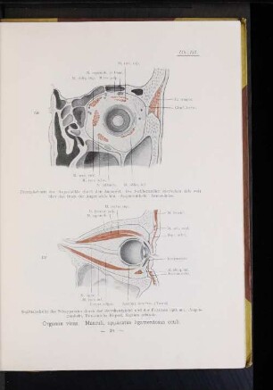 Organon visus. Musculi, apparatus ligamentosus oculi.