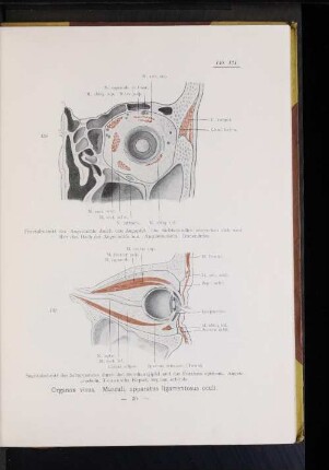 Organon visus. Musculi, apparatus ligamentosus oculi.