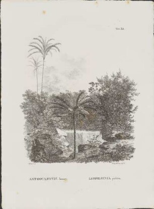Tab. 52. Astrocaryum Iauari. Leopoldinia pulchra.