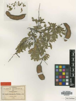 Acacia anisopylla S.Watson [type]