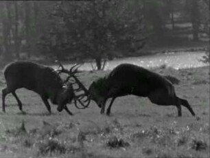 Cervus elaphus (Cervidae) - Brunstkampf