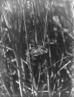 Teichrohrsänger und Kuckuck : Junger Kuckuck (Cuculus canorus) im Nest eines Teichrohrsängers (Acrocephalus scirpaceus).