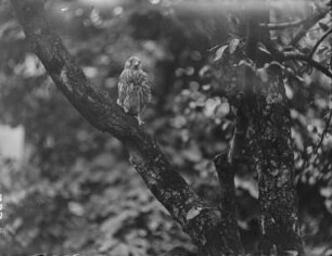 Turmfalke : Junger Turmfalke (Falco tinnuculus Linnaeus).