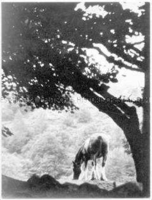 Weidendes Shire-Horse unter einem Baum