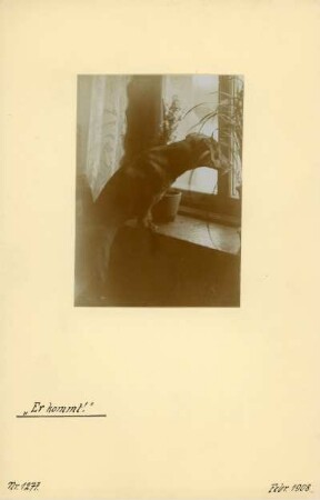 Dachshund : Ein Kurzhaar-Dackel mit dem Namen Puck am Fenster.