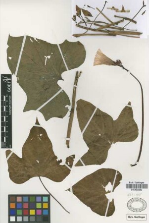 Ipomoea batatas (L.) Lam.