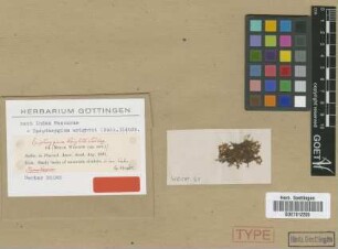Mnium wrightii Sull. [isotype]