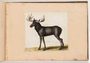 Elch, im Klebeband "Gemahlte Wilde Thiere"