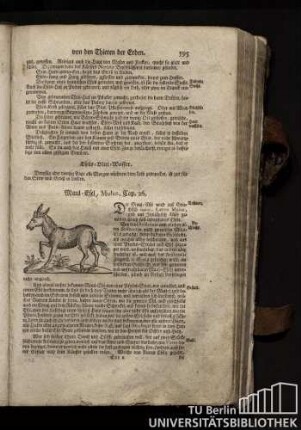 Cap. 26. Maul-Esel, Mulus.