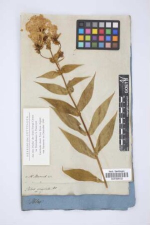 Phlox undulata Ait