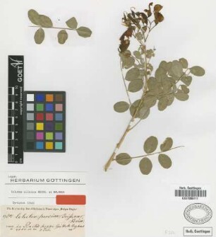 Colutea persica Boiss.