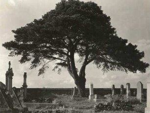 Alte Kiefer : Elstra (Oberlausitz). Friedhof. Alte Kiefer